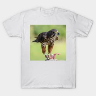 Falcon T-Shirt